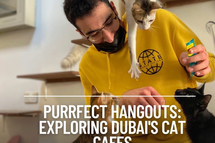 Cat cafes provide tranquil environments where customers can arrange time slots to rest and engage with resident felines.
