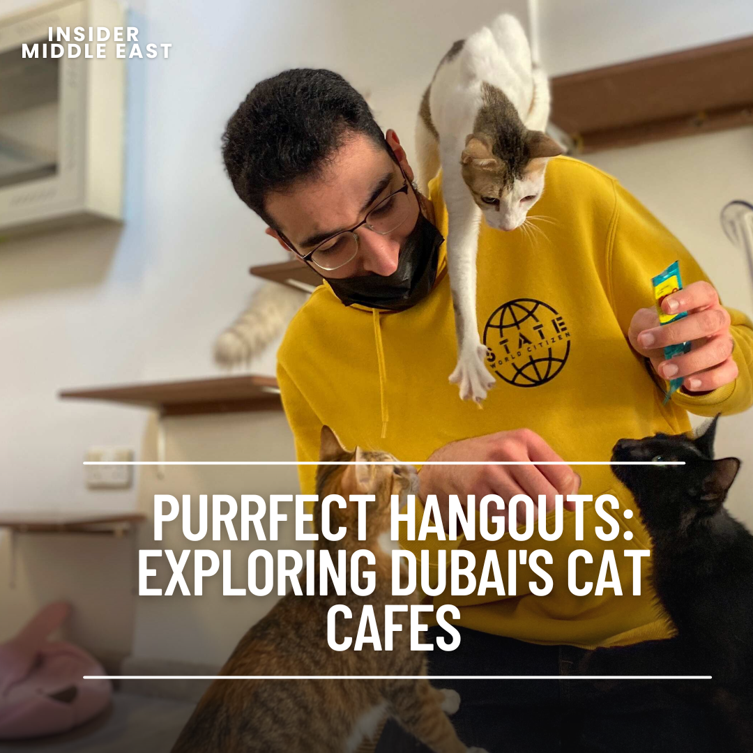 Cat cafes provide tranquil environments where customers can arrange time slots to rest and engage with resident felines.